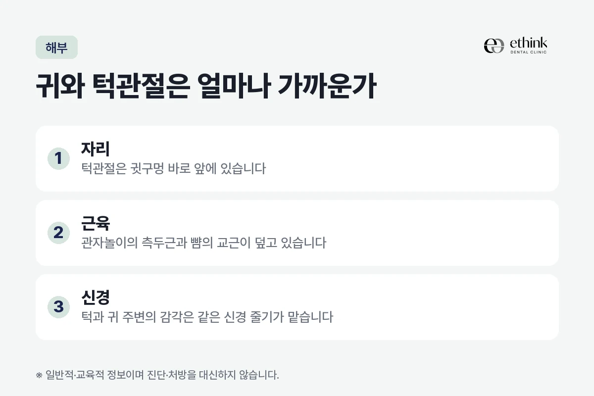 턱관절이 귓구멍 바로 앞에 있고 같은 신경 줄기와 저작근이 그 주위를 덮고 있어 귀 통증으로 느껴지는 구조를 정리한 도해