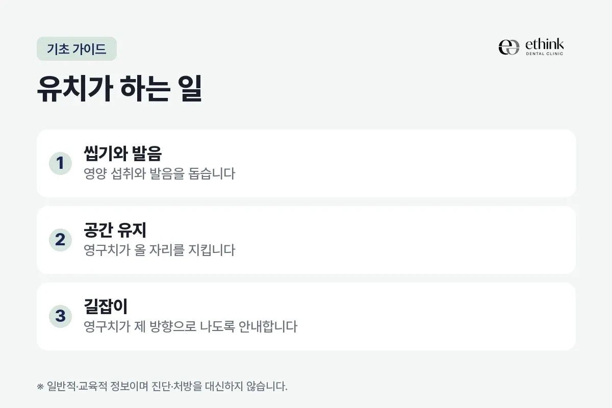 씹기와 발음, 공간 유지, 길잡이를 세 항목으로 적은 유치의 역할 카드