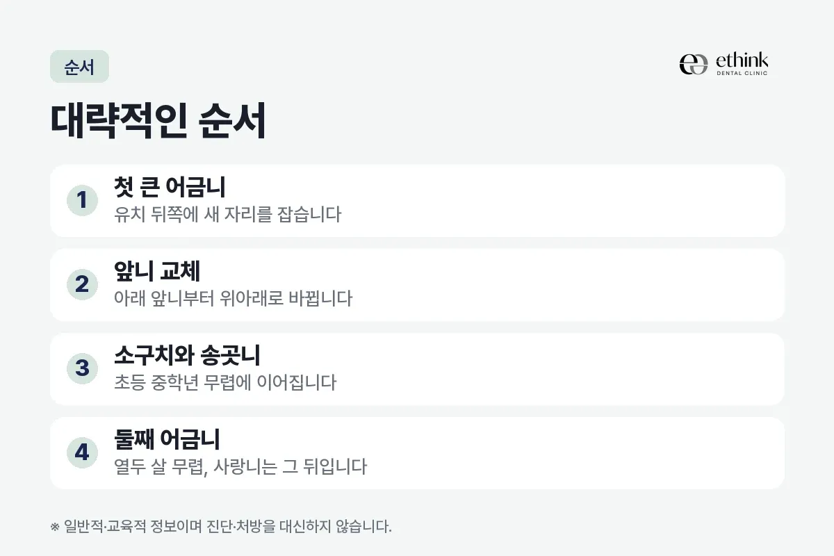 첫 큰 어금니, 앞니 교체, 소구치와 송곳니, 둘째 어금니를 번호로 이어 적은 순서 카드